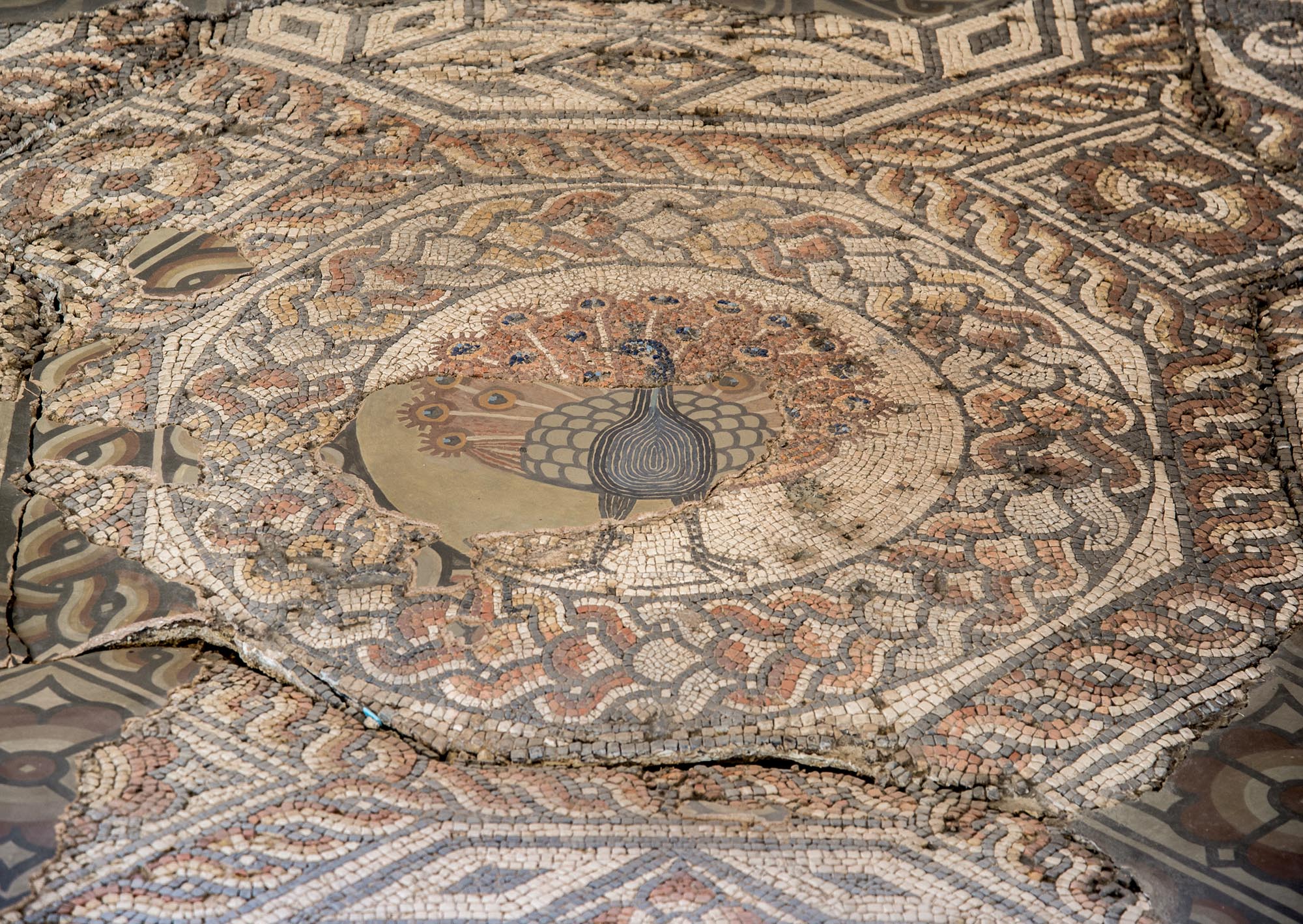 The central panel of the 2nd-century Peacock Mosaic Pavement discovered in 1898 at St Nicholas Street, now part of St Nicholas Circle. It came from a Roman town house, partly excavated in 1968 -