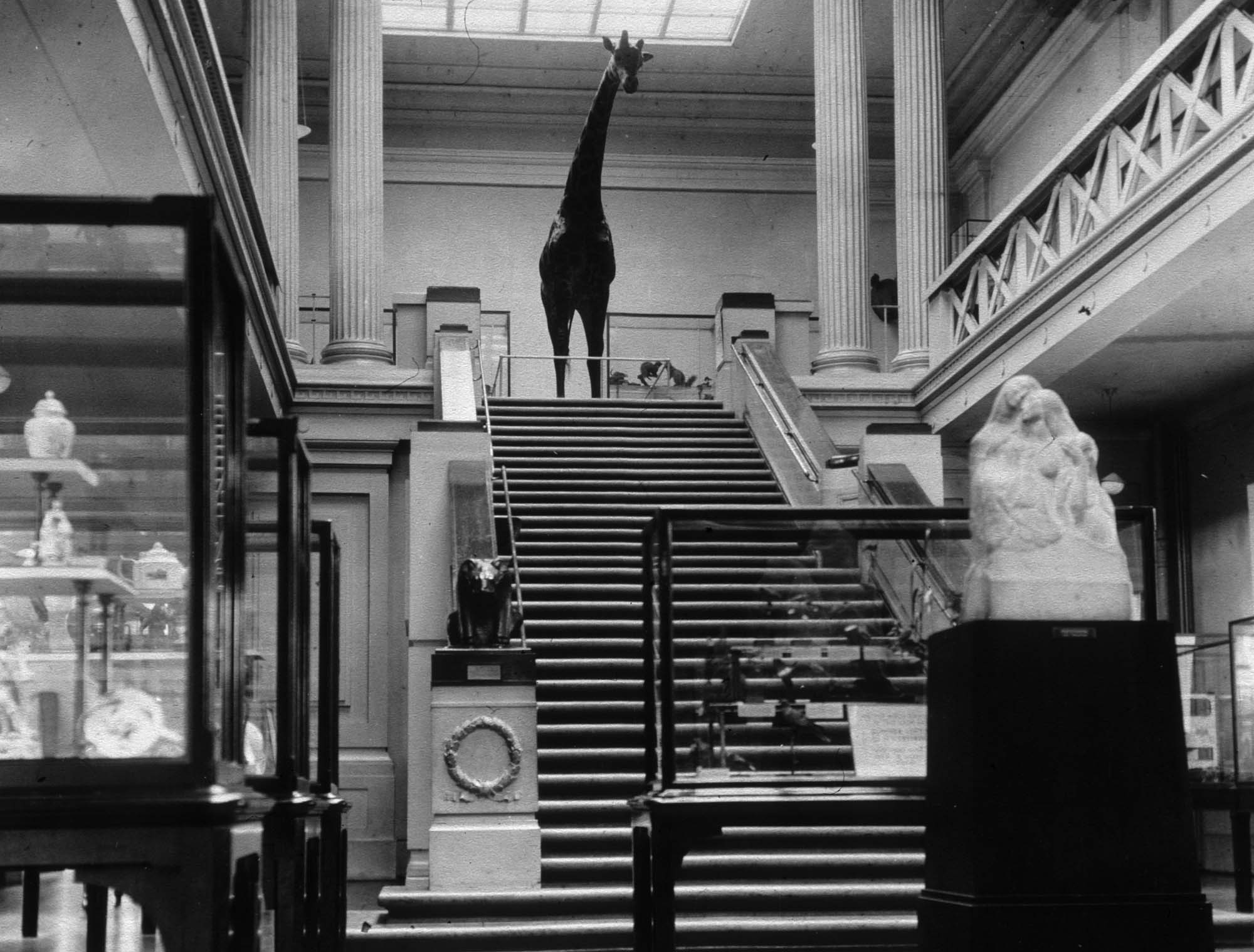 The main gallery with George the Giraffe, 1936 -